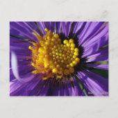 Zonder titel Aster nummer 8 Briefkaart (Voorkant)