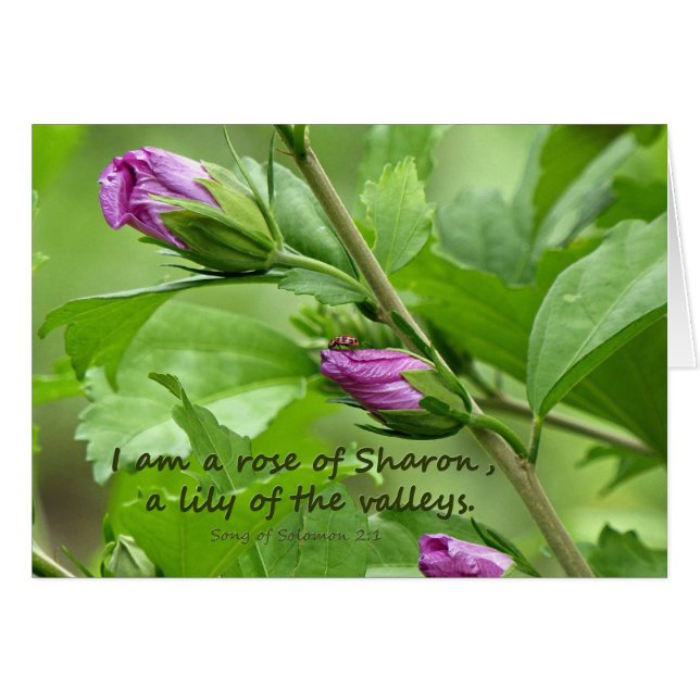 Zong van Solomon 2:1 (Voorkant Horizontaal)