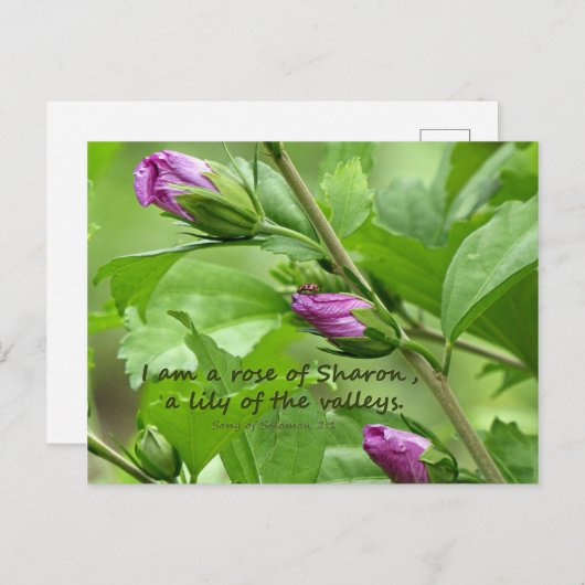 Zong van Solomon 2:1 Briefkaart (Voorkant / Achterkant)