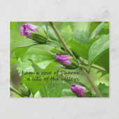 Zong van Solomon 2:1 Briefkaart (Voorkant)