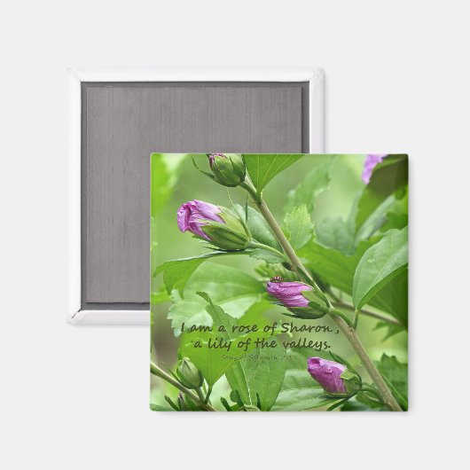 Zong van Solomon 2:1 Magneet (Voorkant / Achterkant)