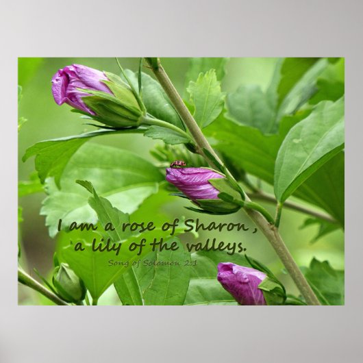 Zong van Solomon 2:1 Poster (Voorkant)