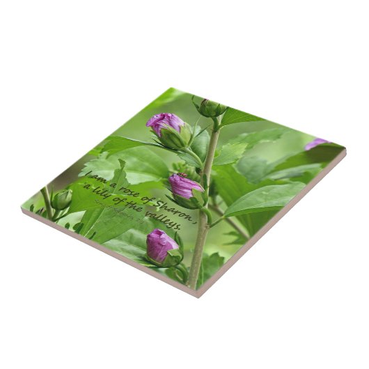 Zong van Solomon 2:1 Tegeltje (Zijkant)