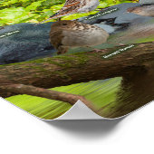 Zongvogels in het westen poster (Hoek)