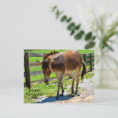 Zonkey deel ezel en zebra briefkaart (Staand voorkant)