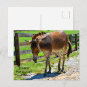 Zonkey deel ezel en zebra briefkaart (Voorkant / Achterkant)