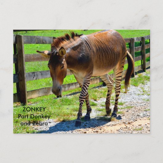Zonkey deel ezel en zebra briefkaart (Voorkant)