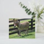 Zonkey genoemd voor Donkey en Zebra mix Briefkaart (Staand voorkant)