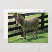 Zonkey genoemd voor Donkey en Zebra mix Briefkaart (Voorkant / Achterkant)