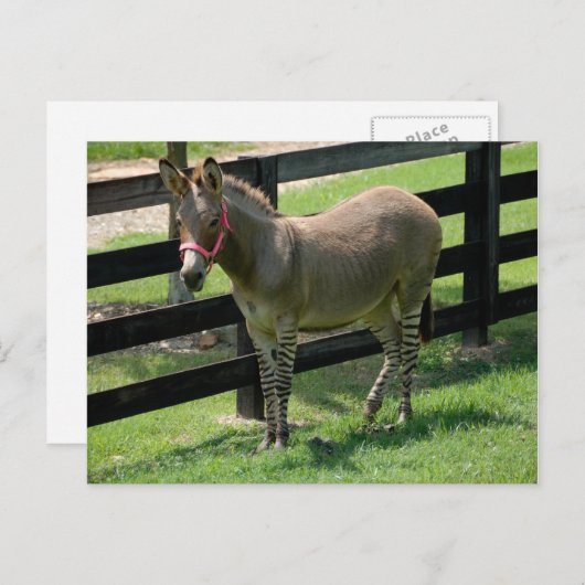 Zonkey genoemd voor Donkey en Zebra mix Briefkaart (Voorkant / Achterkant)