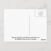 Zonkey genoemd voor Donkey en Zebra mix Briefkaart (Achterkant)