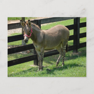 Zonkey genoemd voor Donkey en Zebra mix Briefkaart