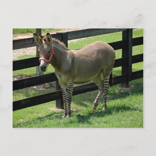 Zonkey genoemd voor Donkey en Zebra mix Briefkaart (Voorkant)