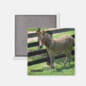 Zonkey naam voor deel donkey en zebra magneet (Voorkant / Achterkant)