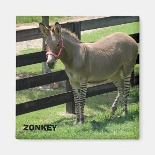 Zonkey naam voor deel donkey en zebra magneet
