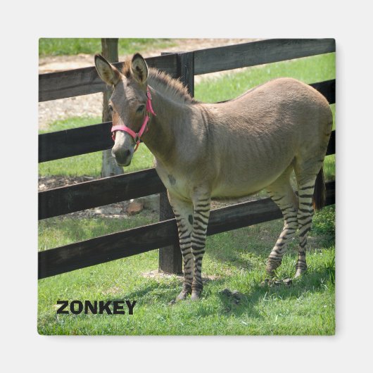 Zonkey naam voor deel donkey en zebra magneet (Voorkant)
