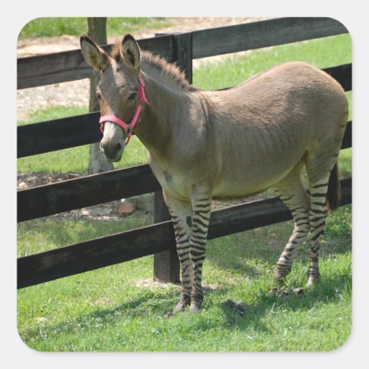 Zonkey naam voor deel donkey en zebra vierkante sticker (Voorkant)