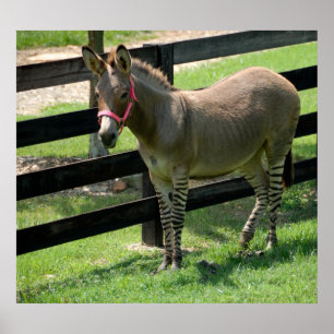 Zonkey naam voor ezelaar en zebra mix poster