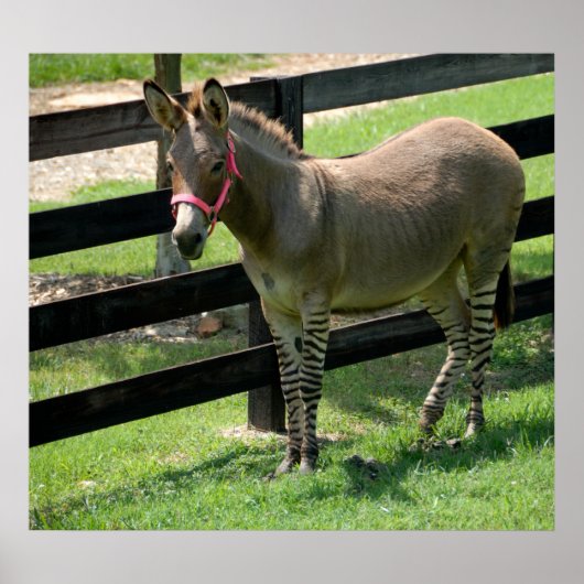 Zonkey naam voor ezelaar en zebra mix poster (Voorkant)