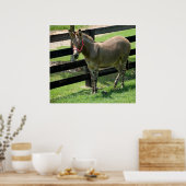 Zonkey naam voor ezelaar en zebra mix poster (Keuken)