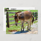 Zonkey part Zebra en Donkey Briefkaart (Voorkant / Achterkant)