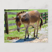 Zonkey part Zebra en Donkey Briefkaart (Voorkant)