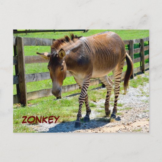 Zonkey part Zebra en Donkey Briefkaart (Voorkant)