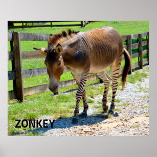 Zonkey part Zebra en Donkey Poster