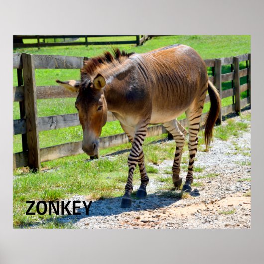Zonkey part Zebra en Donkey Poster (Voorkant)