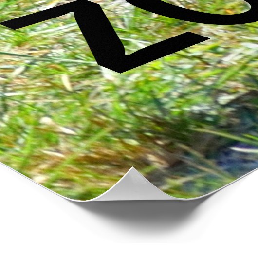 Zonkey part Zebra en Donkey Poster (Hoek)