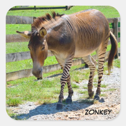 Zonkey part Zebra en Donkey Vierkante Sticker (Voorkant)