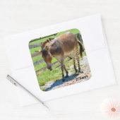 Zonkey part Zebra en Donkey Vierkante Sticker (Envelop)