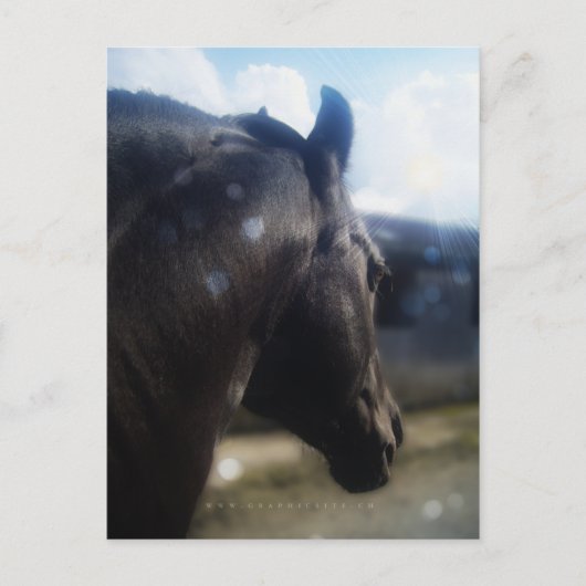 Zonlicht - Briefkaart (Voorkant)