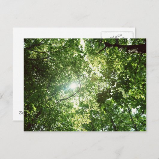 Zonlicht dat door de bladeren van bomen stroomt briefkaart (Voorkant / Achterkant)