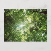Zonlicht dat door de bladeren van bomen stroomt briefkaart (Voorkant)