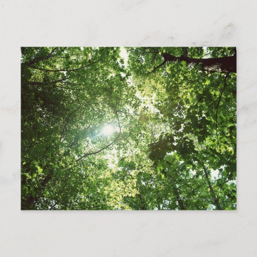 Zonlicht dat door de bladeren van bomen stroomt briefkaart (Voorkant)