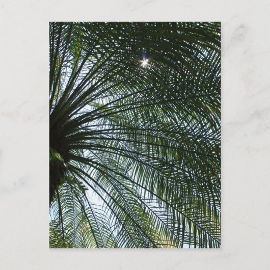 Zonlicht dat door de palmboom loopt briefkaart (Voorkant)