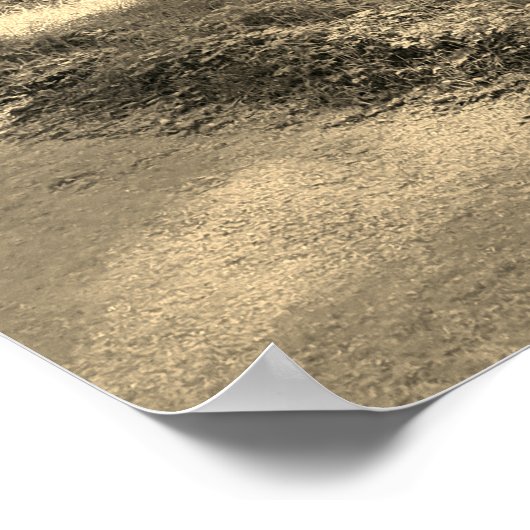 Zonlicht dat door het Poster Forest Trees komt (Hoek)