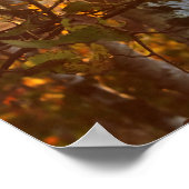 Zonlicht door Birch Trees 20x16 Poster Wall Art (Hoek)