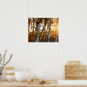 Zonlicht door Birch Trees 20x16 Poster Wall Art (Keuken)