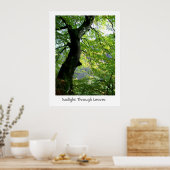 Zonlicht door bladeren poster (Keuken)