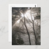 Zonlicht door bomen Dark Woodland Briefkaart (Voorkant / Achterkant)