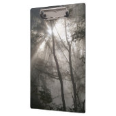 Zonlicht door bomen Dark Woodland Klembord (Links)