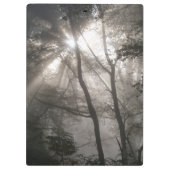 Zonlicht door bomen Dark Woodland Klembord (Achterkant)