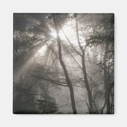 Zonlicht door bomen Donker bos Magneet (Voorkant)