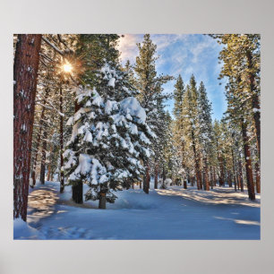 Zonlicht door bos poster