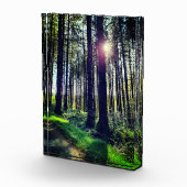 Zonlicht door bosbomen fotoblokken (Rechts)