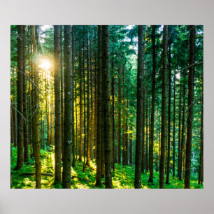 Zonlicht door bosbomen poster
