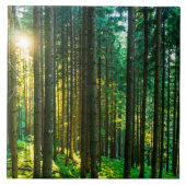 Zonlicht door bosbomen tegeltje (Voorkant)