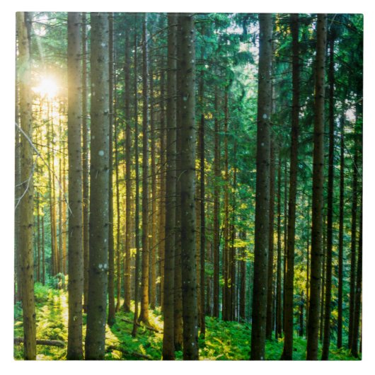 Zonlicht door bosbomen tegeltje (Voorkant)